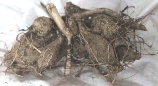 dahlia root tubers